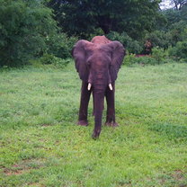 Elephant next to the road in Botswana.