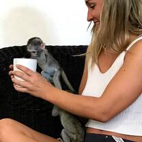 Little monkey playing