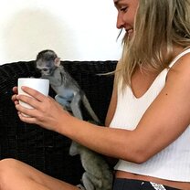 Little monkey playing Little monkey playing