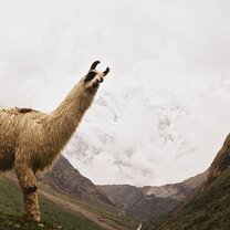 Llama