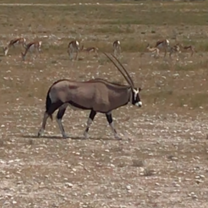 An Oryx in Etosha