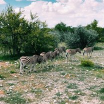 Nice family group of Zebras in Etosha, Namibia.