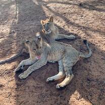 Lion walk