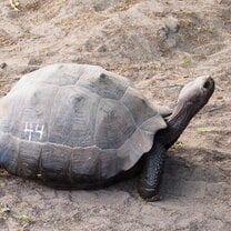 Volunteering at the Giant Tortoise Breeding Centre