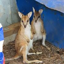 Adorable patients in the wildlife refuge