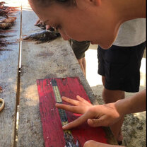 Recording invasive species, lion fish