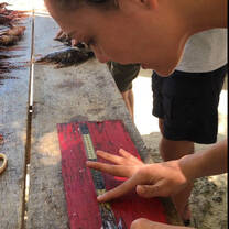 Recording invasive species, lion fish 