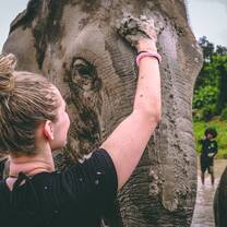 Volunteer bathing elephant