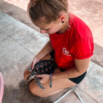 Sea Turtles Turtles looked after and weighed wounds and disinfected