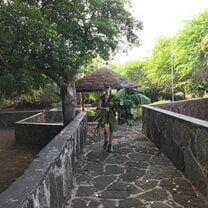 Feeding Otoi leaves to the Giant Tortoises