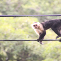 Monkey in Costa Rica spotted during our program 