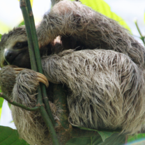 Sloth in Costa Rica spotted during our program