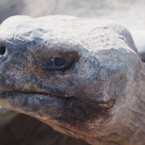 Volunteering at the Giant Tortoise Breeding Centre