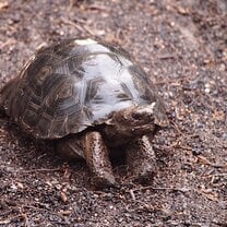 Volunteering at the Giant Tortoise Breeding Centre