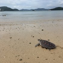 Sea turtle on the beach looking out to the ocean about to be released for the first time 