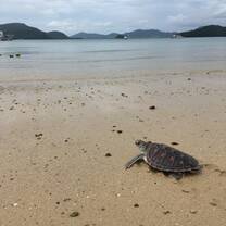 Sea turtle on the beach looking out to the ocean about to be released for the first time 