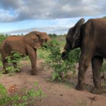 Elephants in Zimbabwe
