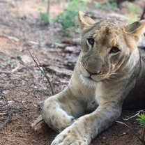 Lion cub in Victoria Falls, Zimbabwe.