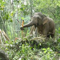 Observe elephants in their natural habitat