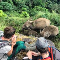 Learn about elephant behaviours