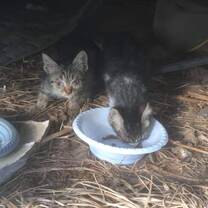 Feral kittens