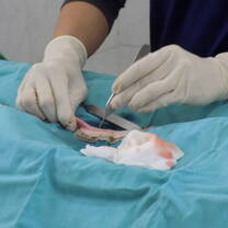 vet performing spay surgery at our clinic in Jerusalem 