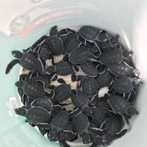 Hatchlings!