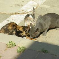 Feral cats being fed