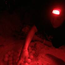 Intern with headlight collects turtle eggs from the nest
