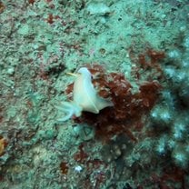Nudibranch nudibranch oh nudi nudibranch