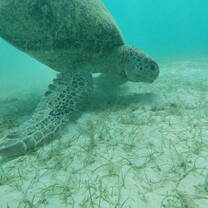 Side on photo of green sea turtle feeding on sea grass