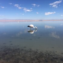 An Andean flamingo feeding in the Atacama Salt Flat in northern Chile's Atacama Desert.