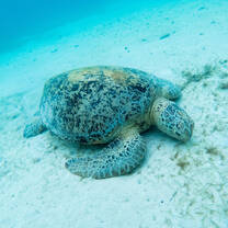 A feeding turtle photographed during a data logging dive with the project. 