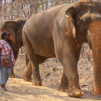 Elephant Sanctuary Tour
