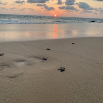 Baby turtle release Everyone in the volunteer house will get the chance to experience this