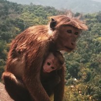 Momma & Baby Monkey