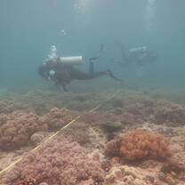 Marine habitat survey
