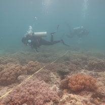 Marine habitat survey