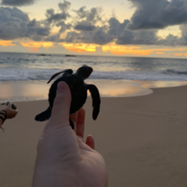 Turtle release at sunset Turtle