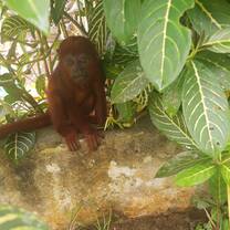 Rescued baby howler monkey