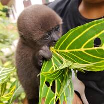 Rescued baby woolly monkey