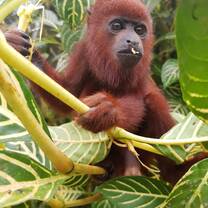Rescued baby howler monkey