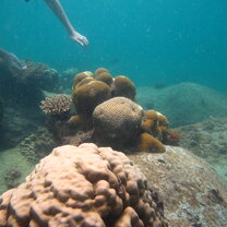 Hand reaching out for coral 