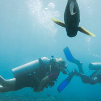 Diving Trial