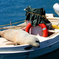 Marine Mammals Remote Internships out of Greece with Intern Abroad HQ