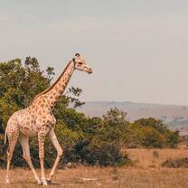 Big 5 African Wildlife & Conservation