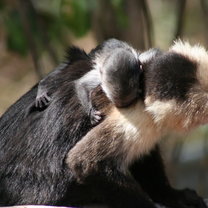 A baby Capuchin clings to its mother while she takes a drink at our campsite