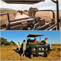 safari