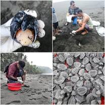 baby turtles