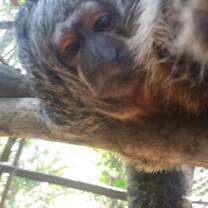 Flor, the lovely saki monkey